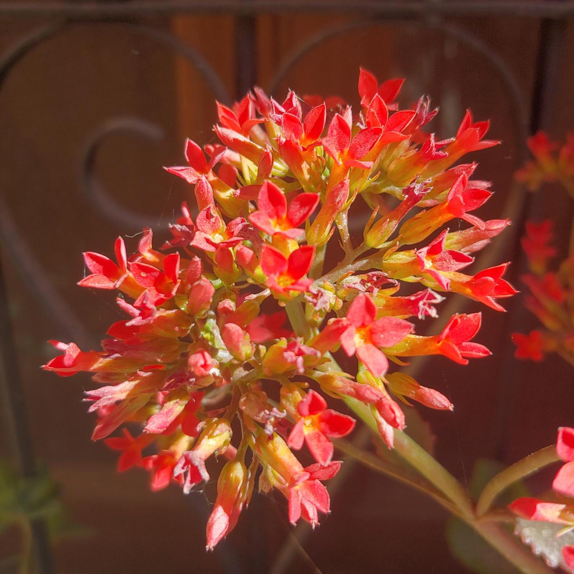La Paleta Del Pintor Hosteria Маймара Екстер'єр фото